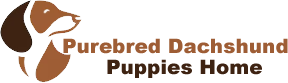 purebredachshundpupshome.com